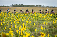 2015 Tour of Alberta Stage02 Peloton ride past Sunflowers in Rain Jackets
